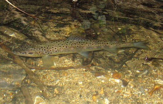 Adult Trout Meon Cc