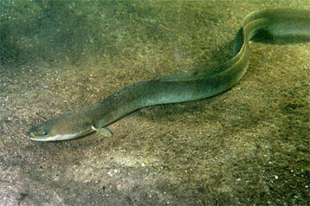 The mystery of eels – a little bit less mysterious now