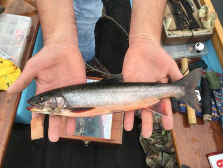 Arctic charr Coniston