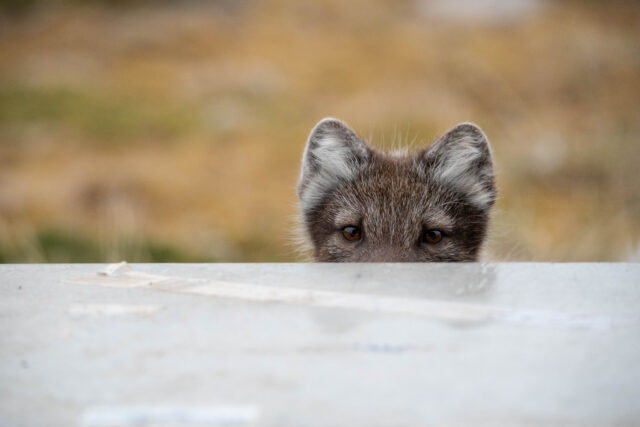 Arcticfox