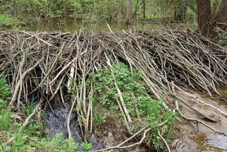 Beavers to be given protected status in England