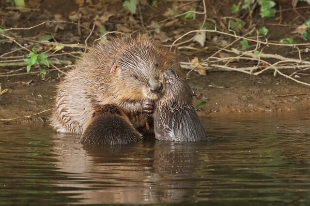 Beaver female with kits 1 M Iike Symes comp