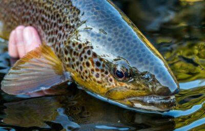 Big trout head Wild Trout Trust