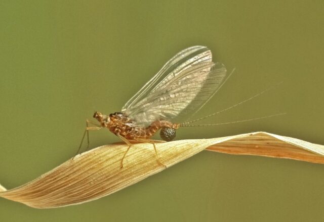 Blue Winged 0live Spinner f with egg ball