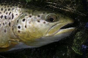 Brown Trout Portrait Comp