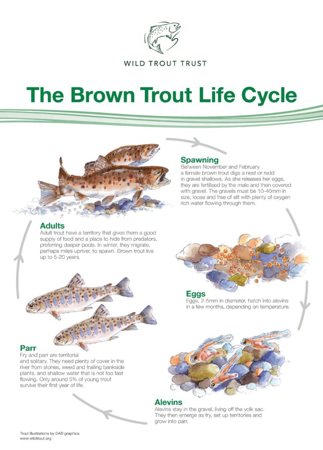 Brown trout life cycle 2021