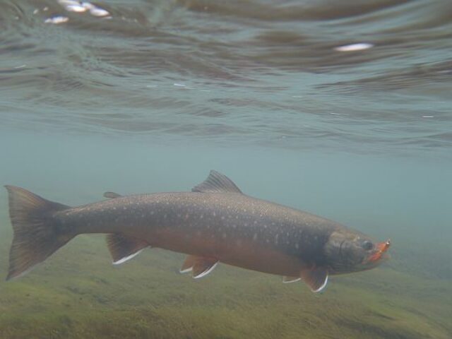 Charr Underwater Sea Run Icelandakw