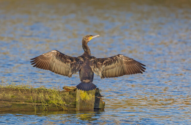 Cormorant S1 H9022 Carms