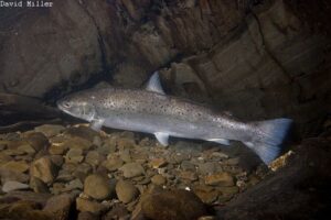 Cothi Sea Trout   3 Miller Comp