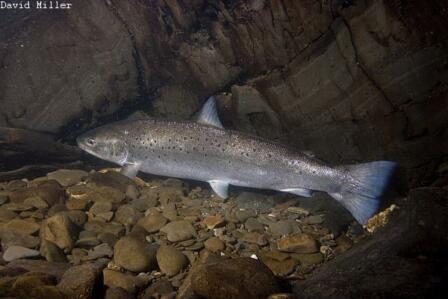 North East Sea Trout Netting Consultation