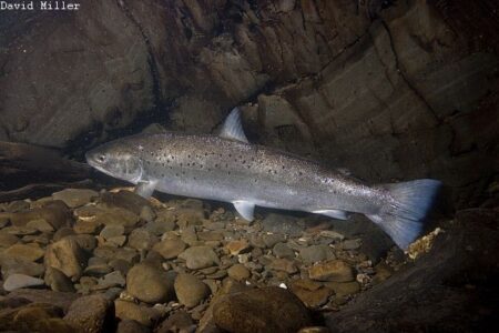 Cothi Sea Trout   3 Miller Comp