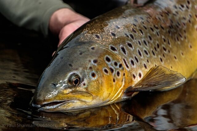 Cumbrian trout 1