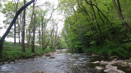 'Woodlands for Water' initiative announced by Defra