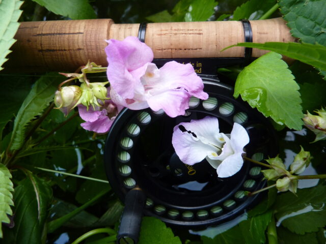 Fly rod and Himalayan balsam Theo Pike