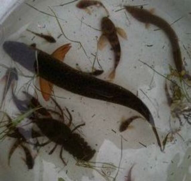 Glaven Crayfish Bullheads Etc