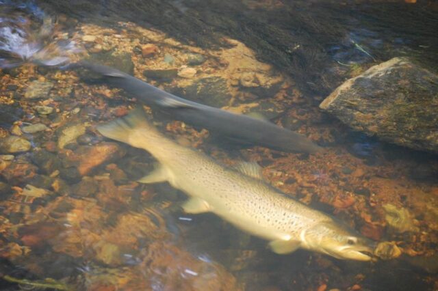 Hen fish on redd