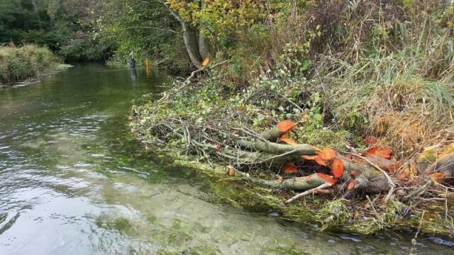 Hinged Alder