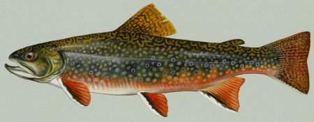 Illustration Brook trout