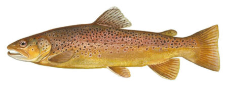 Illustration Brown trout