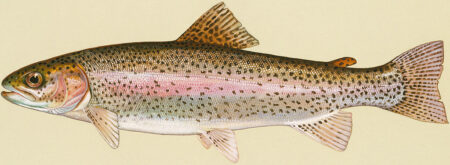 Illustration Rainbow Trout