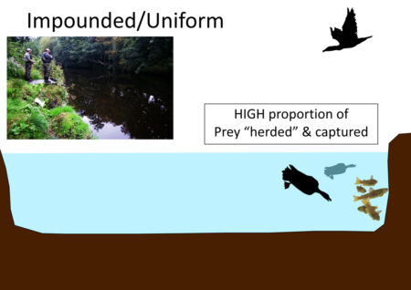 Impounded Cormorant hunting