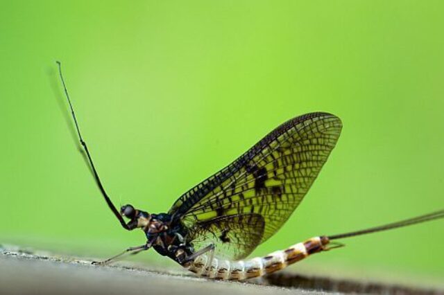 Jacobs Mayfly