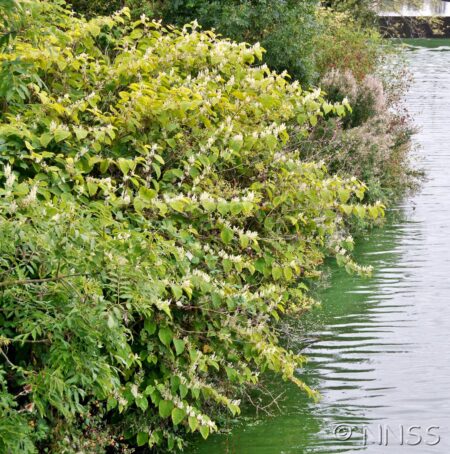 Knotweed