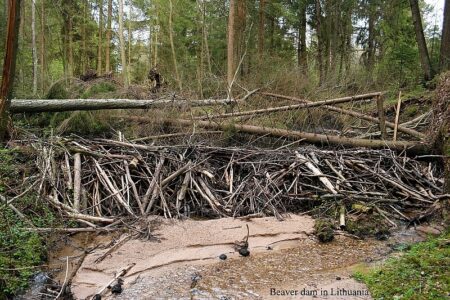 Lithuanian beaver dam comp