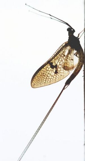 Mayfly Sillouette Reduced