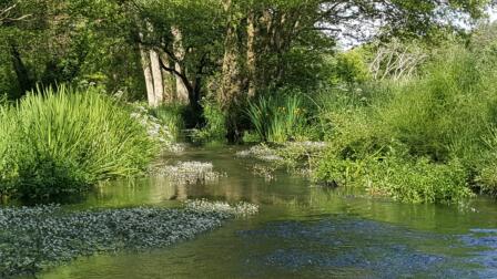 Chalk stream restoration implementation plan published