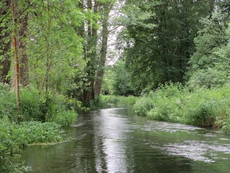 Meon wooded banks