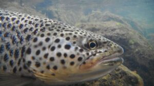 trout underwater