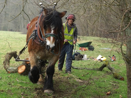 Pickering beck shire horse