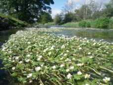 Ranunculus AT