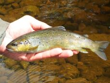 Ribble trout 2 June 2015