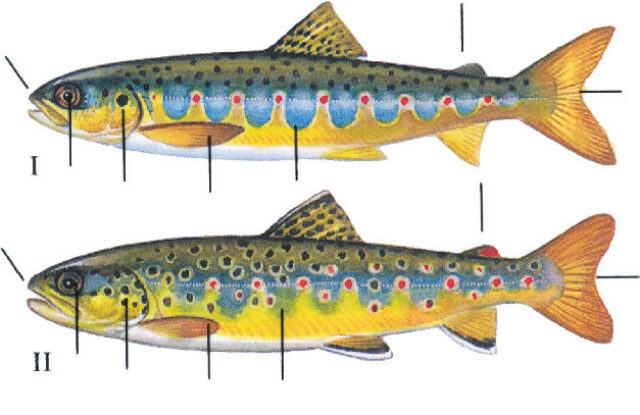 Salmon Versus Sea Trout Parr