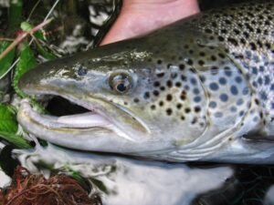 Sea Trout Head