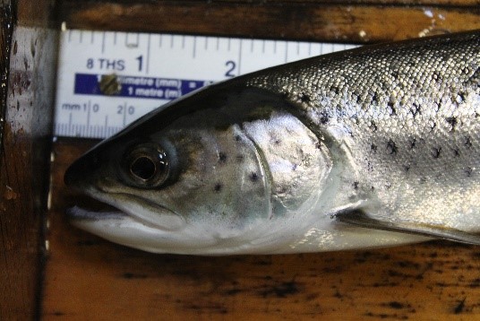 WTT blog sea trout PhD research population genetics