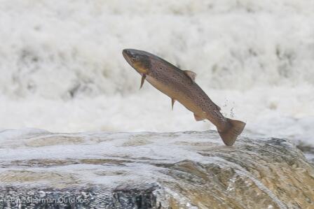 Salmon and sea trout stock assessments.