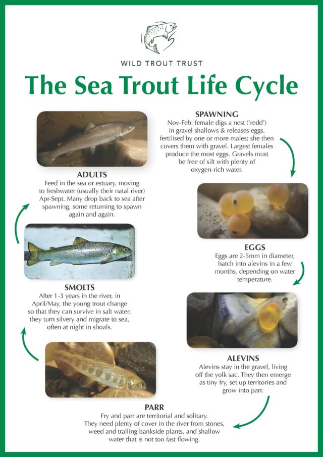 Sea trout life cycle 2021