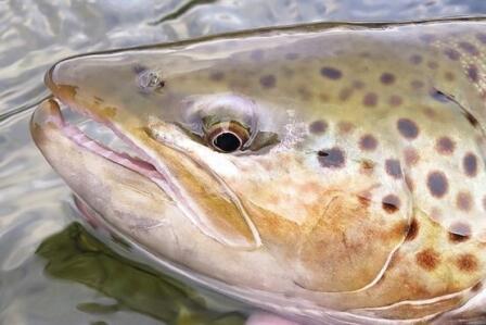 New report: salmon farms and sea trout in Norway