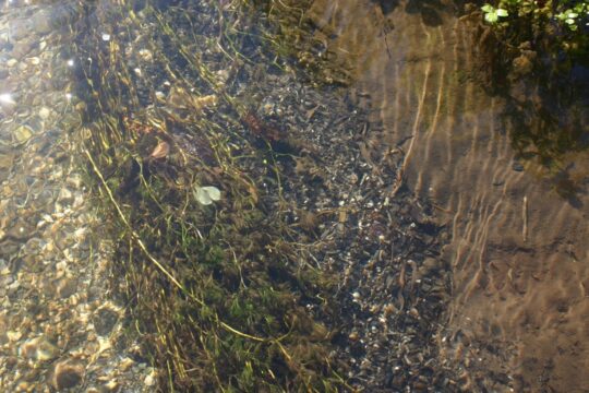 Sediment Sorting Pill Hill Brook