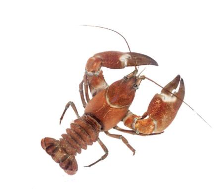 Impacts of signal crayfish invasion in upland streams