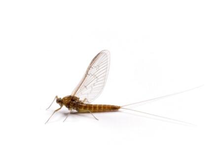 At Home With the Mayflies