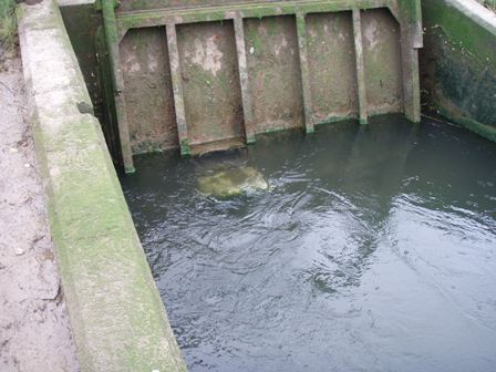 "Pet door" type aperture fitted to the main top-hung tidal flap gate, River Stiffkey, Norfolk