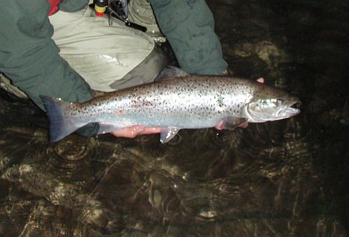 Tim Jacklin with a sea trout from Woodmill on the Itchen