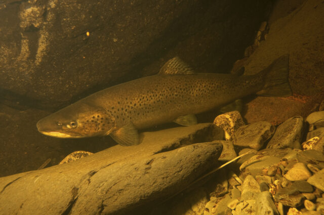 Towy sea trout David Miller