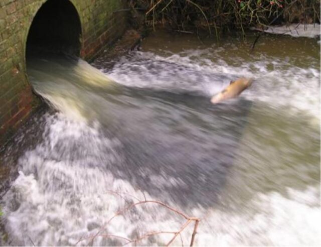 Trout Culvert