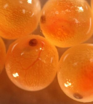 Trout Egg