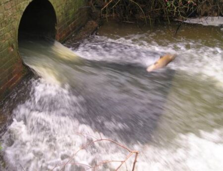 Trout and culvert